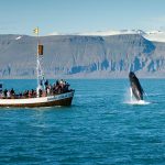 Whale Watching Tour From Reykjavik