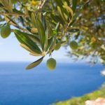 Olive Harvest And Visit To The Oil Mill With Tasting In Vieste