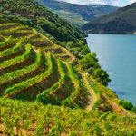 Private Korčula & Pelješac Vineyards Tour Day Trip From Dubrovnik
