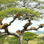2 Day Safari To Lake Manyara And Crater Ngorongoro From Arusha