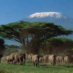 3 Day Amboseli Safari From Nairobi