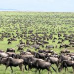 4 Day Great Migration Safari 2018 From Nairobi