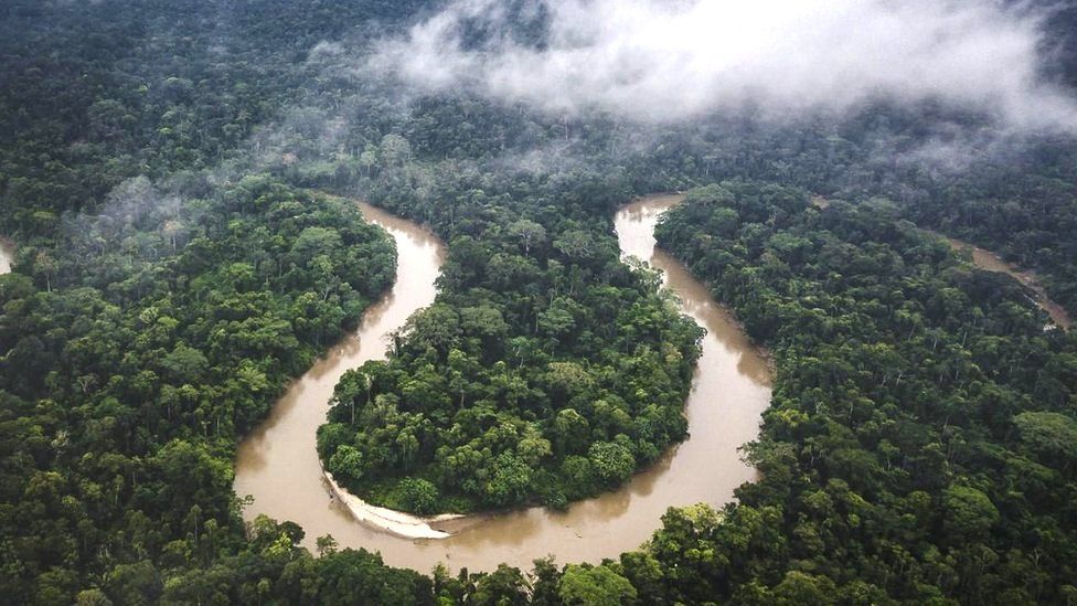 Rainforest In Amazon