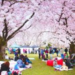 Vancouver City Tour With Cherry Blossom Festival Private